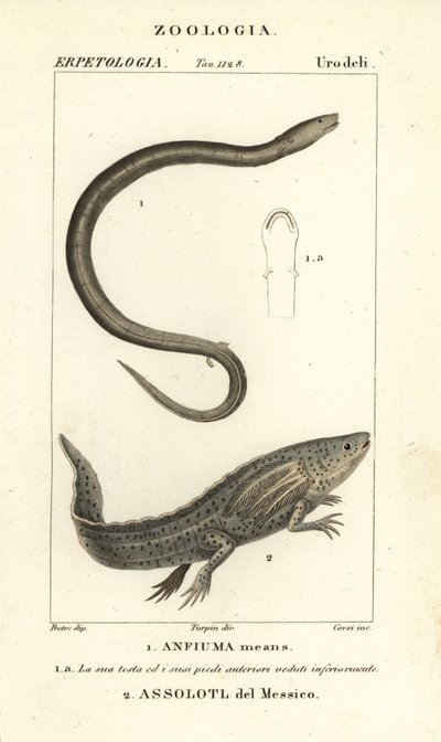 Anfio de dos dedos, Amphiuma significa, Anfiuma significa 1, y axolotl o pez caminante mexicano en peligro crítico, Ambystoma mexicanum, Assolotl del Messico 2 de Corsi Corsi