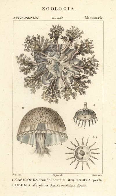 Medusa invertida, Cassiopea frondosa 1, especie Melicertum 2 y pólipo obelia 3 de Corsi Corsi