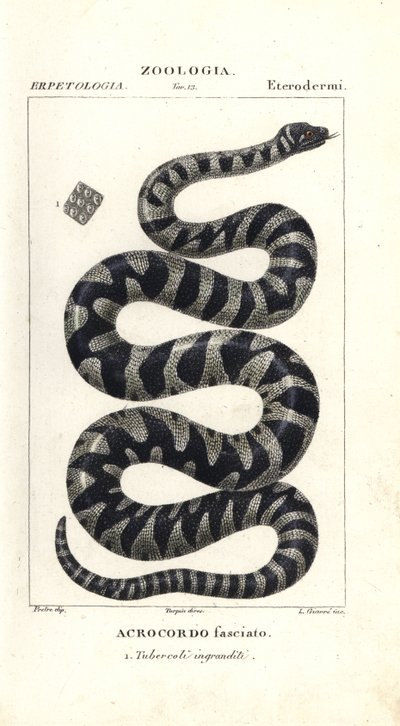 Serpiente verrugosa o pequeña serpiente de lima, Acrochordus granulatus de Corsi Corsi