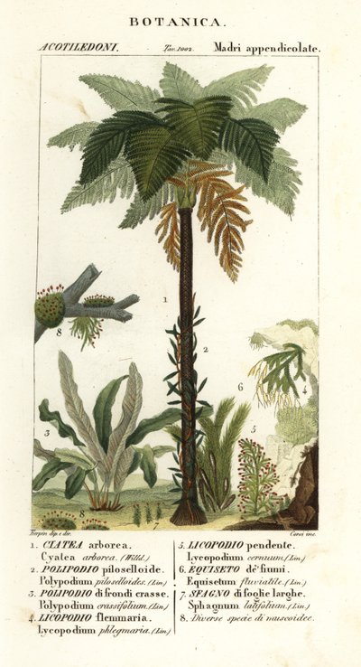 Helecho de las Indias Occidentales, Cyathea arborea, helecho enredadera, Microgramma piloselloides 2, helecho grácil, Niphidium crassifolium 3, helecho de borla gruesa, Huperzia phlegmaria 4, musgo espinoso, Lycopodiella cernua 5, cola de caballo de agua de Corsi Corsi