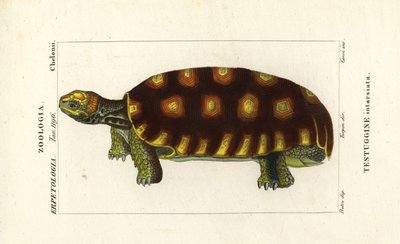 Tortuga de patas amarillas o tortuga gigante brasileña, Chelonoidis denticulatus Testudo tabulata Testuginne intarsiata de Corsi Corsi