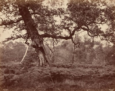 Estudio sobre árboles,c. 1870 (foto) de Cox & Son