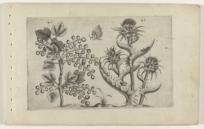 Aalbes en Mariadistel Conozca los lirios (título de la serie) de Crispijn van de Passe (I) (attributed to)