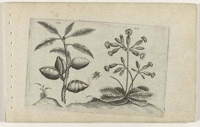 Amandelboom en gulden sleutelbloem Conozca los lirios (título de la serie) de Crispijn van de Passe (I) (attributed to)