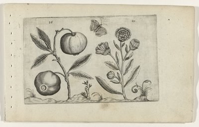 Assyrische appel en goudsbloem Conozca los lirios (título de la serie) de Crispijn van de Passe (I) (attributed to)