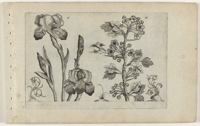 Bardiris y coralmeidoorn Cognoscite Lily (título de la serie) de Crispijn van de Passe (I) (attributed to)