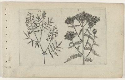 Boswikke en tuizendblad Conozca los lirios (título de la serie) de Crispijn van de Passe (I) (attributed to)