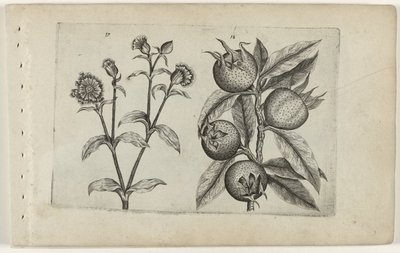 Flor de cuco diurno y níspero Cognoscite lilia (título de la serie) de Crispijn van de Passe (I) (attributed to)