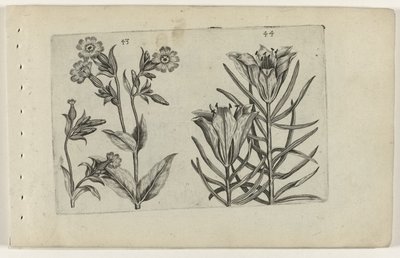Flor de cuco de día y lirio de centeno Cognoscite lilia (título de la serie) de Crispijn van de Passe (I) (attributed to)
