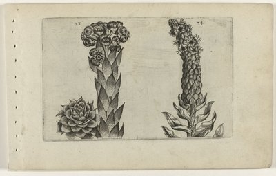 Thunderblade y gordolobo Cognoscite lilia (título de la serie) de Crispijn van de Passe (I) (attributed to)