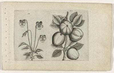 Violeta tricolor y manzana Cognoscite lilia (título de la serie) de Crispijn van de Passe (I) (attributed to)
