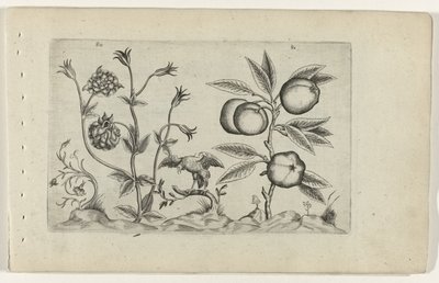 Dubbele akelei en apelación Conozca los lirios (título de la serie) de Crispijn van de Passe (I) (attributed to)