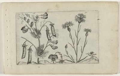 Erwt en korenbloem Conozca los lirios (título de la serie) de Crispijn van de Passe (I) (attributed to)