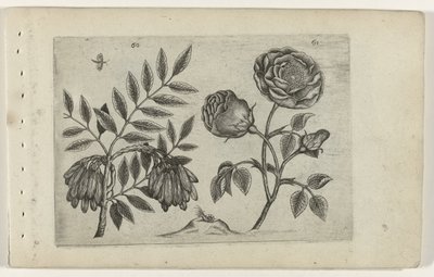 usted está en roos Conozca los lirios (título de la serie) de Crispijn van de Passe (I) (attributed to)
