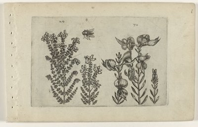 Arbusto común de brezo y escoba Cognoscite lilia (título de la serie) de Crispijn van de Passe (I) (attributed to)