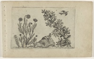 Gewone kamille en zuurbes Conozca los lirios (título de la serie) de Crispijn van de Passe (I) (attributed to)