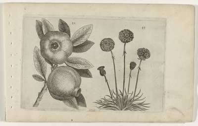 Granaatappel en Engels gras Conozca los lirios (título de la serie) de Crispijn van de Passe (I) (attributed to)