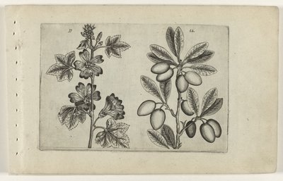 Gran malva y olivo Cognoscite lilia (título de la serie) de Crispijn van de Passe (I) (attributed to)