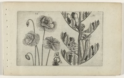 Amapola grande y haba Cognoscite lilia (título de la serie) de Crispijn van de Passe (I) (attributed to)