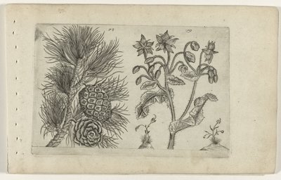 Grove den en bernagie Conozca los lirios (título de la serie) de Crispijn van de Passe (I) (attributed to)