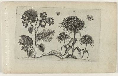 avellana y dulce william Cognoscite lilia (título de la serie) de Crispijn van de Passe (I) (attributed to)