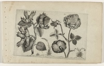 Hazelaar en rosas Cognoscite Lily (título de la serie) de Crispijn van de Passe (I) (attributed to)