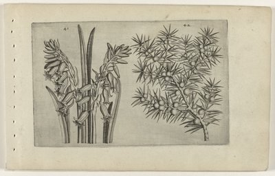 Hyacint en Jenerbes Conozca los lirios (título de la serie) de Crispijn van de Passe (I) (attributed to)