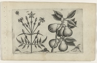 jazmín y pera Cognoscite lilia (título de la serie) de Crispijn van de Passe (I) (attributed to)