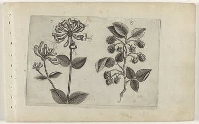 Kamperfoelie en framboos Conozca los lirios (título de la serie) de Crispijn van de Passe (I) (attributed to)