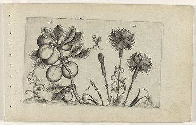 Kerspruit en tuinanjer Conozca los lirios (título de la serie) de Crispijn van de Passe (I) (attributed to)