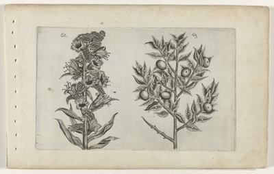 Kromhals en muisdoorn Conozca los lirios (título de la serie) de Crispijn van de Passe (I) (attributed to)