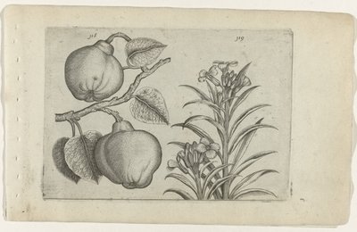 Kweepeer y muurbloem Cognoscite Lily (título de la serie) de Crispijn van de Passe (I) (attributed to)