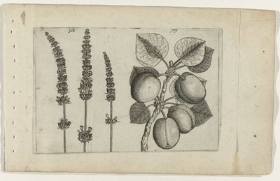 Lavanda en albaricoques Conozca los lirios (título de la serie) de Crispijn van de Passe (I) (attributed to)