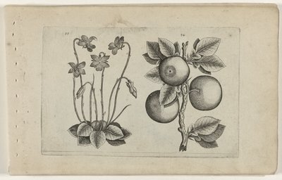 marzo violeta y naranja Cognoscite lilia (título de la serie) de Crispijn van de Passe (I) (attributed to)