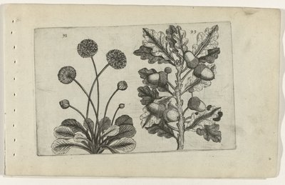Margarita y roble pedunculado Cognoscite lilia (título de la serie) de Crispijn van de Passe (I) (attributed to)