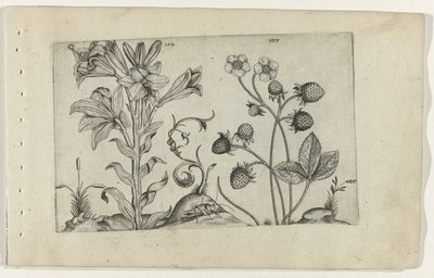Madonnalelie en aardbei Conozca los lirios (título de la serie) de Crispijn van de Passe (I) (attributed to)