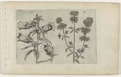 Reloj Mariette y mejorana Cognoscite lilia (título de la serie) de Crispijn van de Passe (I) (attributed to)