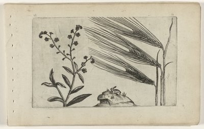 Nomeolvides de pantano y cebada Cognoscite lilia (título de la serie) de Crispijn van de Passe (I) (attributed to)