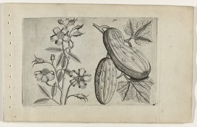 Muskusroos en komkor Conozca los lirios (título de la serie) de Crispijn van de Passe (I) (attributed to)