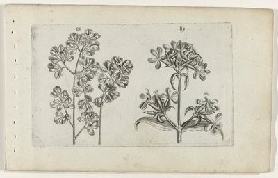 Helecho de pared y saponaria Cognoscite lilia (título de la serie) de Crispijn van de Passe (I) (attributed to)