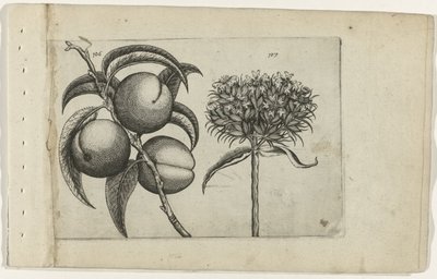 Melocotón y amor ardiente Cognoscite lilia (título de la serie) de Crispijn van de Passe (I) (attributed to)