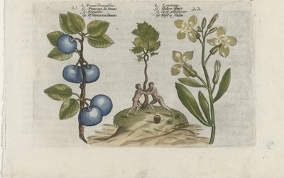 Pruim en muurbloem Pruna Damasena / Leucojum (título sobre objeto) Conozca los lirios (título de la serie) de Crispijn van de Passe (I) (attributed to)
