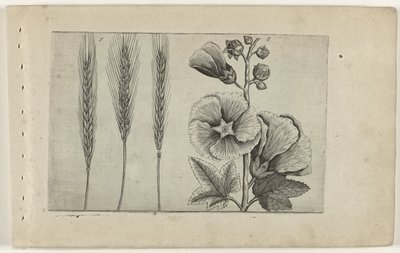 Rogge en stokroos Conozca los lirios (título de la serie) de Crispijn van de Passe (I) (attributed to)