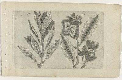 Salie en tamme kastanje Conozca los lirios (título de la serie) de Crispijn van de Passe (I) (attributed to)
