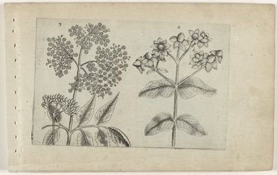 sering en mansbloed Conozca los lirios (título de la serie) de Crispijn van de Passe (I) (attributed to)