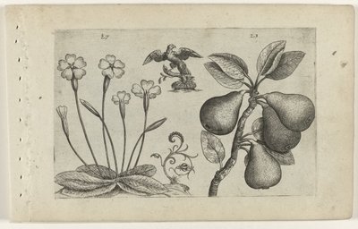 Sleutelbloem en peer Conozca los lirios (título de la serie) de Crispijn van de Passe (I) (attributed to)
