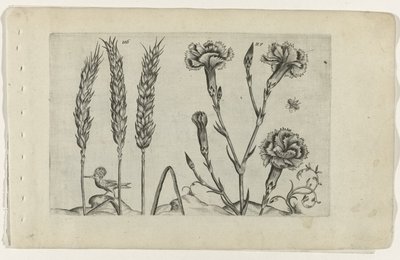 Tarwe en tuinanjer Conozca los lirios (título de la serie) de Crispijn van de Passe (I) (attributed to)