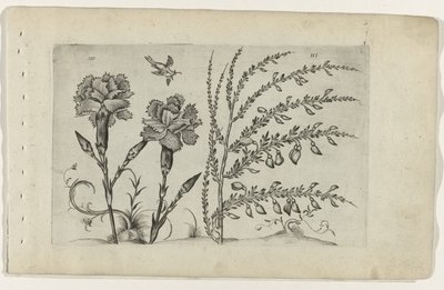Tuinanjer en Brem Conozca los lirios (título de la serie) de Crispijn van de Passe (I) (attributed to)