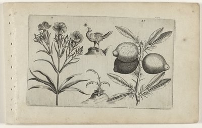 Tuinanjer en citroen Conozca los lirios (título de la serie) de Crispijn van de Passe (I) (attributed to)