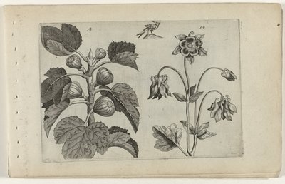 Higuera y aguileña salvaje Cognoscite lilia (título de la serie) de Crispijn van de Passe (I) (attributed to)